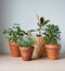 Green house plants in terracotta pots, ficus elastic tineke in wicker basket on wooden desk