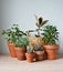 Green house plants in terracotta pots, ficus elastica tineke in wicker basket on wooden desk