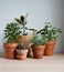 Green house plants in terracotta pots, ficus elastica tineke in wicker basket on wooden desk