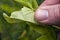 Green house white fly and mealybug on the underside of a citrus leaf