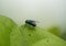 Green housefly on a leaf