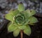 Green houseleek with brown edges - detail