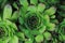 Green houseleek plant texture