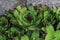 Green houseleek plant texture