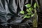 Green houseplant in bottle with visible roots on black textured background minimalist style