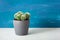 Green houseplant cactus parodia warasii
