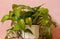 A green houseplant in a white pot against a pink background