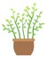 Green houseplant. Zz plant in pot. Home garden symbol