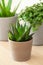 Green houseplants cactus succulent aloe vera, gasteria duval, pilea depressa