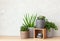 Green houseplants cactus succulent aloe vera, pilea depressa, gasteria duval, parodia warasii