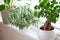 Green houseplants fittonia, monstera and ficus microcarpa ginseng in white flowerpots on window