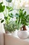 Green houseplants fittonia, monstera and ficus microcarpa ginseng in white flowerpots on window