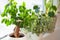 Green houseplants fittonia, monstera and ficus microcarpa ginseng in white flowerpots on window