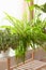 Green houseplants fittonia, nephrolepis and monstera in white flowerpots on window