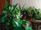 Green houseplants in the house. Greenery plant shelfie concept