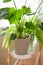 Green houseplants nephrolepis and monstera in white flowerpots on window