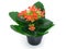Green houseplants with red flowers