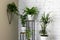 green houseplants on stand by white brick wall in living room. air purifying plants
