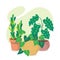 Green houseplants and succulent plant composition