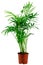 Green howea palm-tree in flowerpot