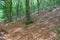 Green hues in shady beech forest on Monte Cucco