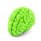 Green human brain close up. Isolate. Contains clipping path