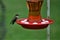 Green humming bird perched on the red bird feeder waiting to eat