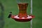 Green humming bird perched on the red bird feeder waiting to eat