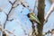 Green hummingbird bird on the branch with blury background