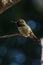 Green hummingbird bird on the branch with blury background