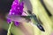 Green Hummingbird at Flower