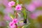 Green hummingbird Green-crowned Brilliant, Heliodoxa jacula, near pink bloom with pink flower background in Costa Rica. Action fly