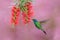 Green hummingbird Green Violet-ear, Colibri thalassinus, flying next to beautiful pink and violet flower, Savegre, Panama