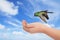 Green hummingbird hovering over a young hand