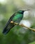 Green hummingbird perched in Monteverde Biological Reserve, Costa Rica