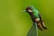 Green hummingbird from tropic Costa Rica.