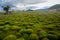 Green hummocky meadow off the coast of Lake Baikal