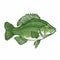 Green Humpback Bass Drawing: Precision Line Illustration On White Background