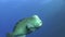 Green humphead parrotfish Bolbometopon muricatum in blue water in Red sea