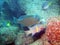 A Green Humphead Parrotfish Munches on Live Coral