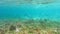 Green humphead parrotfish swarm swimming in shallow water of the lagoon