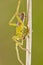 Green huntsman spider (Micrommata virescens)