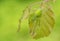 Green huntsman spider, Micrommata virescens camouflaged on leaf, in Czech Republic