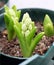Green Hyacinth