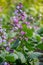 Green hyacinth bean Seim is flowering