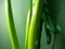 Green hyacinth stem leaf nature macro photo