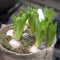 Green hyacinths in a pot wrapped by a canvas
