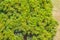 Green hybrid Juniperus Chinensis pine tree (Juniperus junghuniana mig.) or dragon pine tree with soft blurred focus. Chinese junip