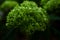 Green Hydrangea flowers