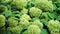 Green hydrangea flowers